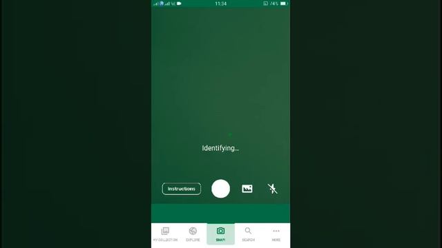 PlantSnap identifies a Lindheimer's beeblossom (Gaura lindheimeri) смотреть онлайн