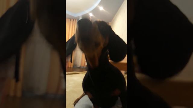 Такса разговаривает