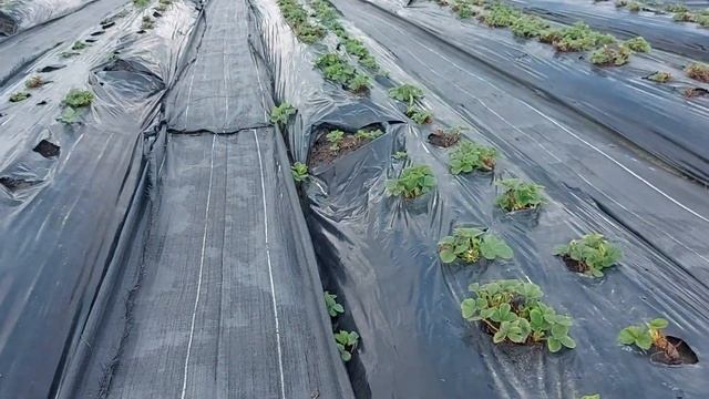 8 апреля, клубника четырёхлетка, саженцы смотреть онлайн