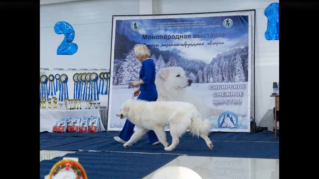 Монопородная выставка мареммо-абруцких овчарок 08 01 2022