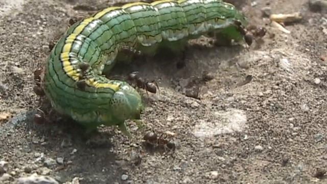 Гусеница и муравьи смотреть онлайн