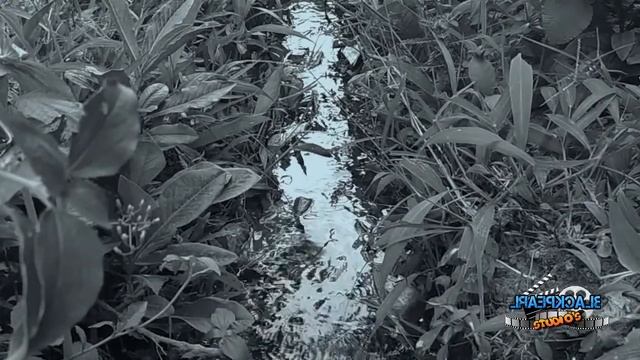 Peacefull Dreams by MusicFiles - audio library (free copyright) safe audio смотреть онлайн