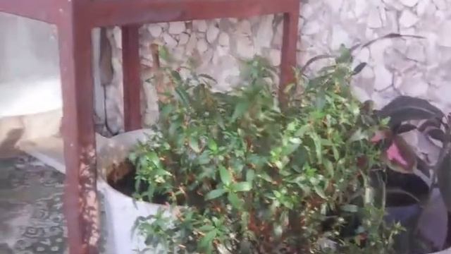 Мирт варигатный и простой