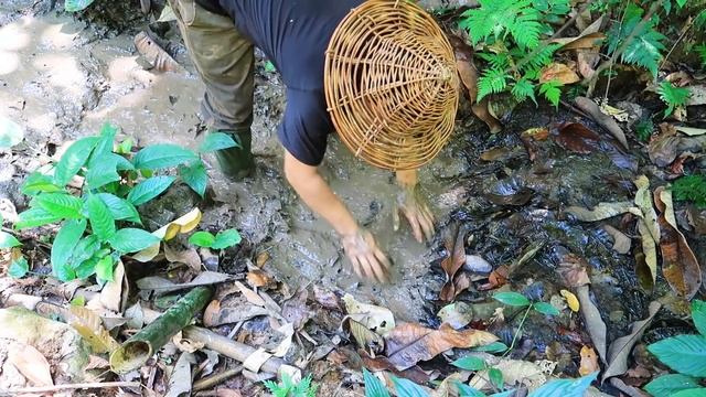 Thử Thách Sinh Tồn Trong Rừng Mưa Một Mình -EP.51 |Survival Alone In The Rainforest