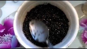 Портулак - цветок коврик!! Выращиваем рассаду..