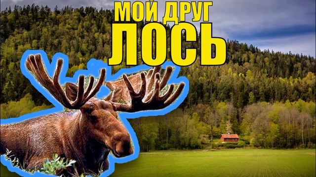 ИСТОРИЯ ДЕДА ЛЕСНИКА - ЛОСЬ БУРАН ВЕРНЫЙ ДРУГ ЖИЗНЬ В ЛЕСУ НАПАДЕНИЕ ВОЛКОВ ЛОСИНЫЙ ГОН В ТАЙГЕ смотреть онлайн