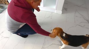 УРОКИ от БАТИ.  ШЕРЛОК готовится  к ВЫСТАВКЕ СОБАК.