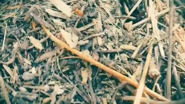 Настоящий лесной муравейник на даче! смотреть онлайн