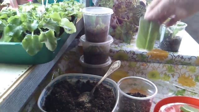 Размножение стрептокарпуса фрагментом листа часть 2-я смотреть онлайн