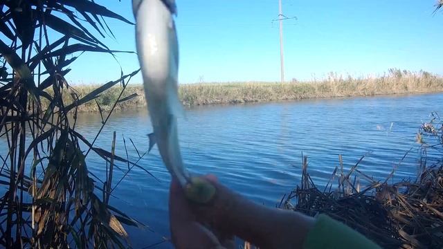 Рыбалка на канале по холодной воде! Рука устала вытаскивать рыбку! Ловля на поплавочную удочку! смотреть онлайн