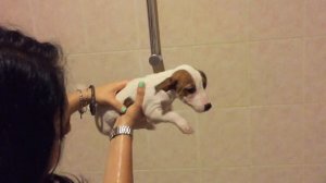 Лучшая песня про собак!  (Собаки и дети, трогательно до слёз)