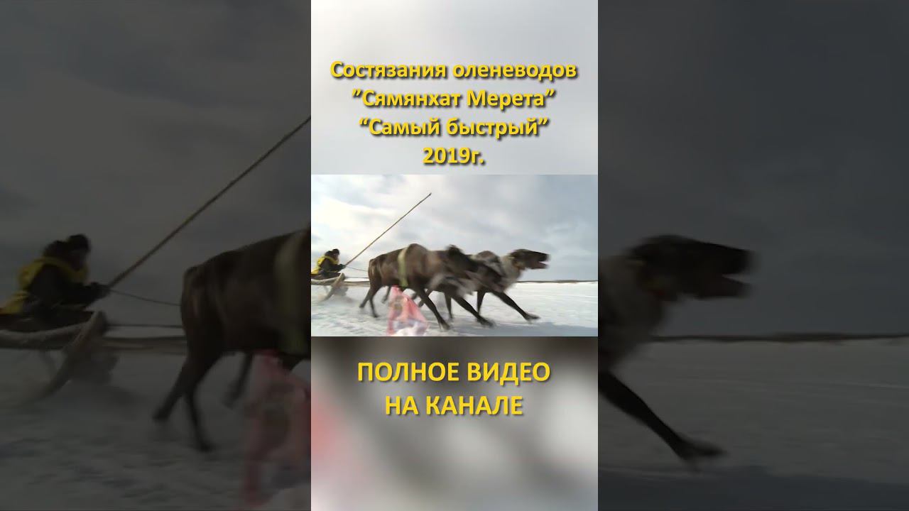 4 «Сямянхат Мерета» «Самый быстрый» 2019 состязания оленеводов гонки на оленях #shorts смотреть онлайн