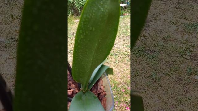 орхідея гранді-метелик!! Орхидея белая бабочка? смотреть онлайн