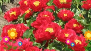 Пион гибридный Макинак Гранд. Краткий обзор, описание характеристик paeonia hybrida Mackinac Grand