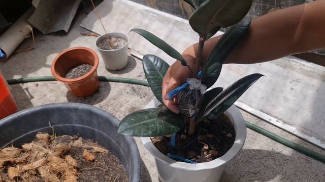 How to propagate Rubber plant? FASTER and WELL ROOTED!!! смотреть онлайн