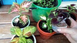 Колеус.Черенкование-она же первая прищипка.#колеусизсемян