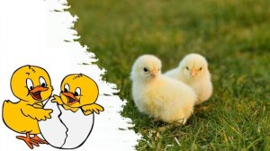 Звук пасхальных цыплят :) Звуки маленьких цыплят | Маленькие цыплята