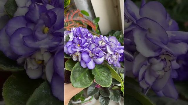 Optimara Smoky Mountains. #фиалкипочтой смотреть онлайн