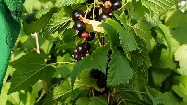 Ладушка, сладкий урожайный сорт черной смородины смотреть онлайн