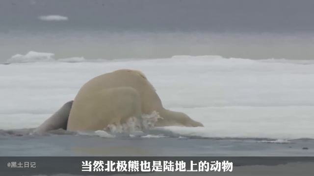 盤點咬合力最強的十種動物！ 隨便一種一口都可以咬斷你的胳膊，第一名更是可以咬穿鋼板！ 【黑土日記】 смотреть онлайн