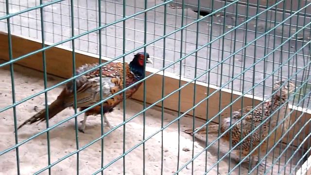 Вольер с птицами смотреть онлайн