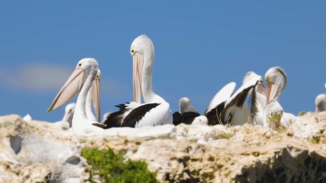 Explore The World of Baby Animals 4K ~ Relaxing Music That Instant Relief from Stress and Anxiety смотреть онлайн