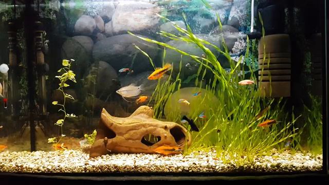 Аквариум (4K video) смотреть онлайн