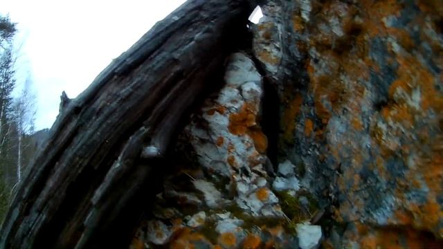 Последний морской окунь 