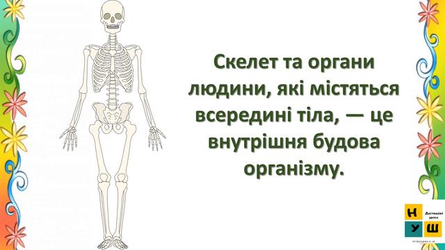 ЯДС 2 клас Урок 1 ЯК ПОБУДОВАНИЙ ОРГАНІЗМ ЛЮДИНИ Жаркова смотреть онлайн