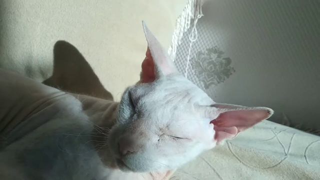 НАКОНЕЦ ТО ОН ПОМЫЛСЯ,КИСА ИГРАЕТСЯ УЖЕ НАЧАЛА ЛАПКАМИ ЦАРАПАТЬ И КУСАТЬСЯ . смотреть онлайн