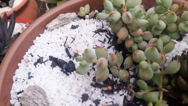 Cotyledon Pendens#dicasdecultivo