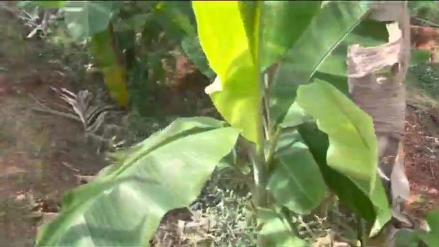 #ಗೊಬ್ಬರದ ಗಿಡ #gliricidia #mostusefulltrick #plant #superfood for #goat #hindidubbedsouthmovies смотреть онлайн