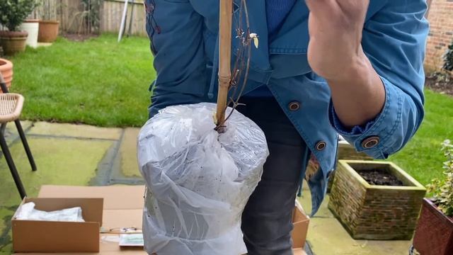 Unboxing Group 2 Clematis Rebecca& Nelly Moser from Clematis Taylor UK #clematis #nellymoser #group смотреть онлайн