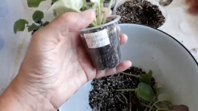 Как ухаживать за детками фиалки во время роста? смотреть онлайн