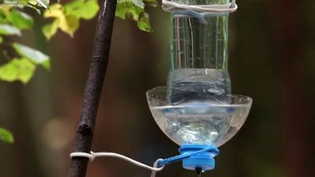 Поилка для птиц из пластиковой бутылки своими руками DIY