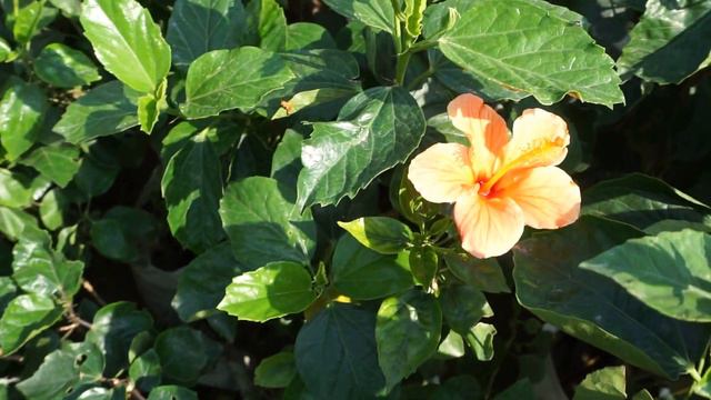 gurhal flower multiple colours | Multi Colored Flowering | Exotic Hibiscus Plants смотреть онлайн