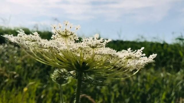 Полевые цветы\\ Цветы//Природа/Landscape \\ Valentyna life смотреть онлайн