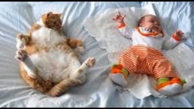 корма для кошек класса холистик смотреть онлайн