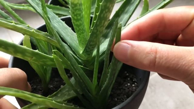 Alo Vera Coşturan Tarif 2 /Aloe Vera Bakımı ,toprağı Ve Çoğaltma/Aloe vera jeli/ Aloe vera growing смотреть онлайн