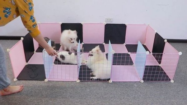 DIY Bibi House For Cute Pomeranian Puppies - How To Make Bibi House For Persian Cats - Mr Pet Famil
