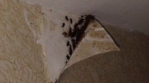 ✅ 10 МЕРЗКИХ НАСЕКОМЫХ, КОТОРЫЕ ЖИВУТ В КВАРТИРАХ