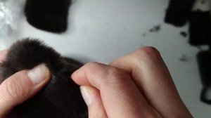 Шьем игрушку из меха. Чебурашка. Мастер-класс.