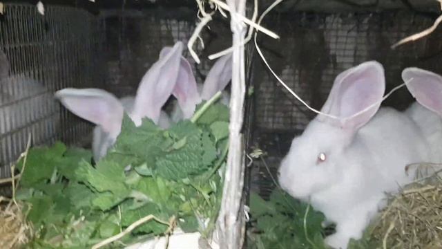 Зелень для кроликів.. літо близько.. Кролики Панон Тернопіль @krolyky_ternopil смотреть онлайн