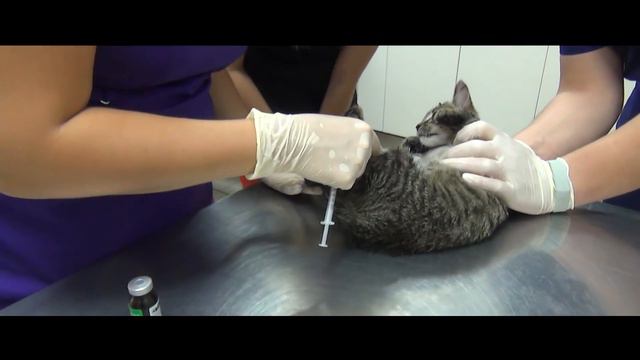 Спасение котенка от смерти 2.