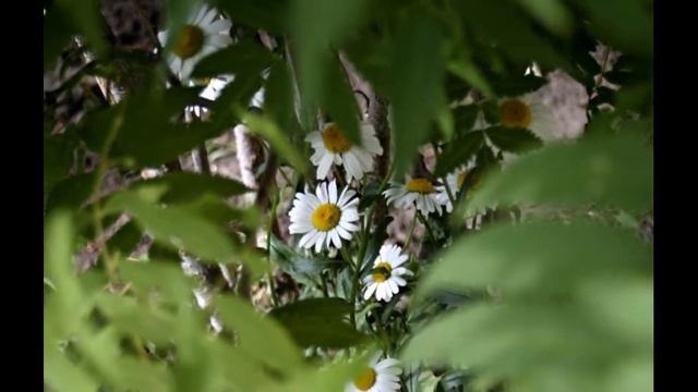 Ах, ромашка белая, мой цветок полевой смотреть онлайн