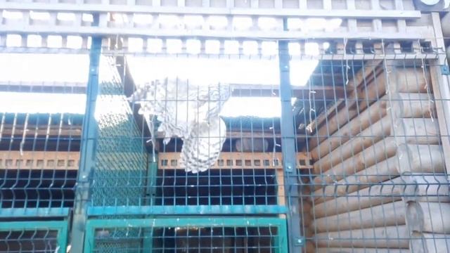 приют диких животных Карена Даллакяна.Челябинск 5 ноября 2023г смотреть онлайн