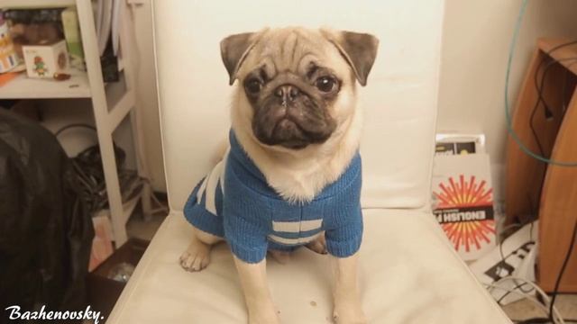 Раф на ВП смотреть онлайн