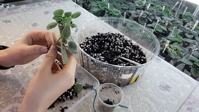 Детки фиалки не растут? Что делать? смотреть онлайн