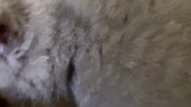 КОТЯТА МЕЧТЫ ОБЗАВЕДУТСЯ ХОЗЯЕВАМИ смотреть онлайн