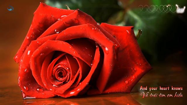 [DILL Subteam] (Vietsub+Karaoke+Engsub) Massimo Ranieri - Rose Rosse смотреть онлайн